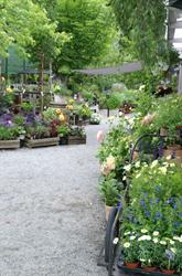 Nora Trädgård, Vagnhärad öppettider