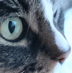 Rinkeby Djurklinik, Spånga öppettider