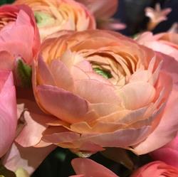 AGNES O. LISAS BLOMMOR, Stockholm öppettider