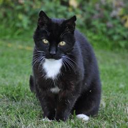 Veterinärstationen i Hörby AB, öppettider