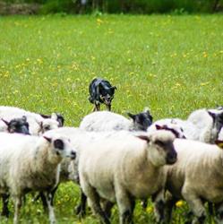 Animal Farm, Åkersberga öppettider