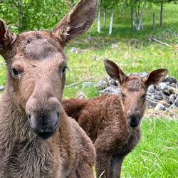 Moose Garden, Orrviken öppettider