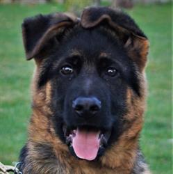 Ebafarmens Avel & Foder, Sölvesborg öppettider
