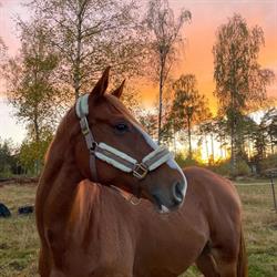 Stall Klintabäcken i Kallinge - öppettider