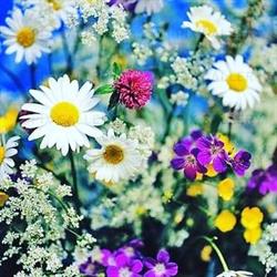 Lilla Fröken Blomster AB, Vilhelmina öppettider