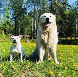 Värmdö hund och katt pensionat, öppettider