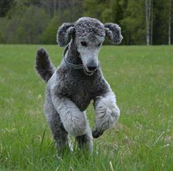 Jennys Hundsalong, Falun öppettider