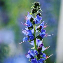 Blåeld i Tavelsjö, öppettider