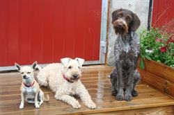 Kund med hund, Landskrona öppettider