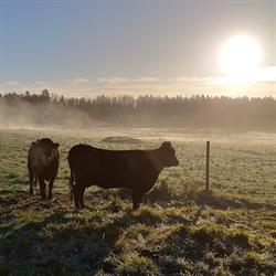 Billinge Gård, Norrtälje öppettider