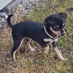 My Pet Store, Strömstad öppettider