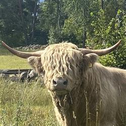 Bosagårdarna, Immeln öppettider