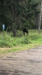 Norra Fältet och I2-skogen, Karlstad öppettider