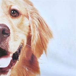 ENA Hundcenter, Enköping öppettider