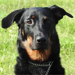 Kayogården Hundpensionat - Hundpensionat Kungälv, Romelanda öppettider