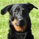 Kayogården Hundpensionat - Hundpensionat Kungälv, Romelanda öppettider