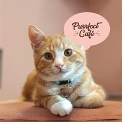 Purrfect Café (kattcafé), Göteborg öppettider