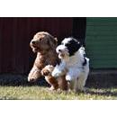 Änglagårdens Labradoodle, Rockneby öppettider