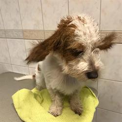 Catrins hund spa, Mora öppettider