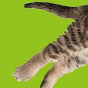 Din Veterinär i Märsta AB, öppettider