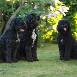 Skogsuddens Kennel, Helsingborg öppettider