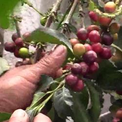 Limhamns kafferosteri, öppettider